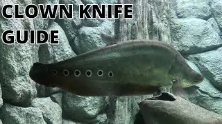 The Ultimate Clown Knife Fish Care Guide