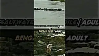 Saltwater Crocodile VS Animalverse Pt. 1 (Bengal Tiger)