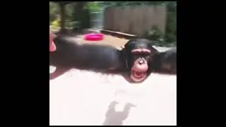earfquake x elmo rap - monke