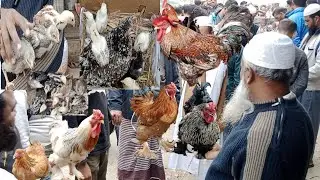 191 Kaptan bazar hat। আসিল  ব্রাহামা পাহাড়ি  সিল্কি দেশি মুরগির প্রচুর আমদানী। Aseel & Chicken BD।