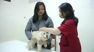 Handling, Restrain dan Pemeriksaan Umum Pada Anjing