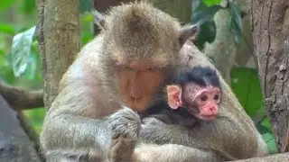 Cute Newborn Baby Monkey Relaxing Playing  And Happy Animal Live #HM625