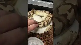 More GCR Axanthic Pieds on the way! #ballpythonmorphs #ballpythoneggs #ballpython