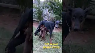 European Doberman pup heavy bone for sale #trending #dogshorts #doberman #pets #doberman 86304 27023