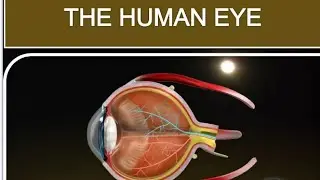The Human eye, Structure of eye, Full explanation, Class- 8, Science
