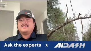 Ask the experts: What can you do about invasive tree species?