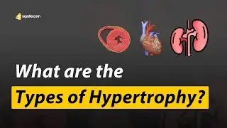What are the Types of Hypertrophy? | Physiology