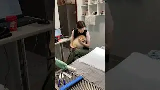 Индивидуальный подход к каждому #katanest #anesthesia #surgery ￼#veterinary #pets #vet #шпиц #pet