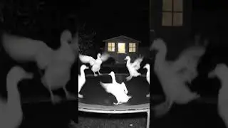Real Ducks Jumping on a Trampoline Caught on Night Cam! 😳🦆 #Shorts #ytshorts