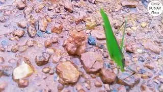 Green grasshopper walking in the water.wow it is very Beautiful.