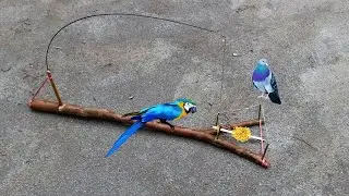 DIY creative best bird trap make from bamboo that works 100% | How to make bird trap | Bird trap |