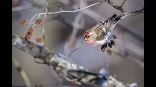 A Cold Day in the UW Madison Arboretum