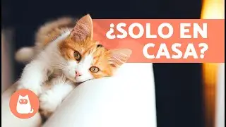 &iquest;Cu&aacute;ntos D&Iacute;AS puede estar un GATO SOLO en CASA? 🐱🏠