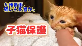 【子猫保護】大雨で野良子猫にも影響が…。 feral kitten caretaker