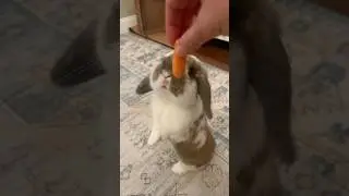 Boomer Cha Cha #bunny #hollandlop #cute