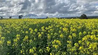 Fields of gold!