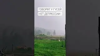 Говорят у гусей нет депрессии #гусь #goose #farm #farmer #ферма #фермер