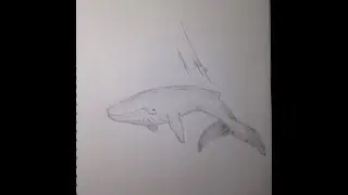 Speed Drawing - Blue Whale