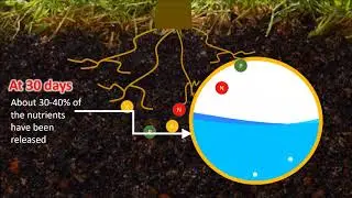 Growing Corn with SmartGro Controlled Release Fertilizer