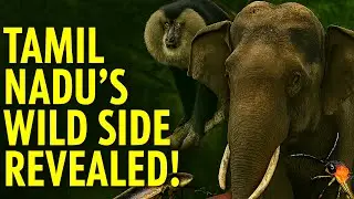 Wild Tamil Nadu: A Cinematic Journey into the State&rsquo;s Untamed Biodiversity