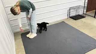 Winston - Transitional training showcase video