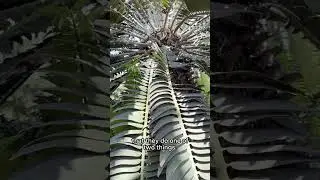 Prehistoric Plants!