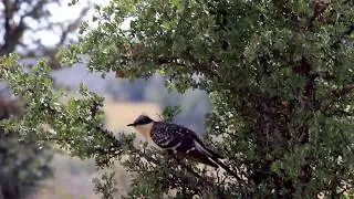 Great Spotted Cuckoo (Clamator glandarius) &Kappa;&iota;&sigma;&sigma;ό&kappa;&omicron;&upsilon;&kappa;&omicron;&sigmaf;,- &Kappa;&alpha;&lambda;&omicron;&chi;&rho;&omicron;&nu;&iota;ά - Cyprus