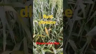 rapid spread of rast disease in wheat crop #ytshorts #worldtv4u