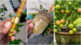 Amazing & fast grow guava plant at home by air layering || Make your garden healthy & juicy
