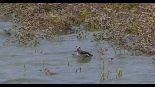 Actitis hypoleucos - Common Sandpiper Oeverloper