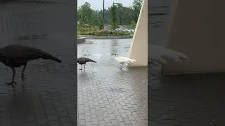 Checking ☔️ Rain over? #rain #birds #bird #facts #funny #enjoy #like #naturelovers #nature #shorts ￼