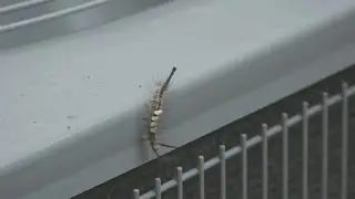 Tussock moth caterpillars pose risk of rash