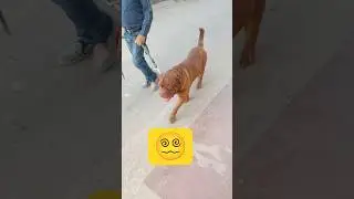 MOGAMBO CHEEMA Y #youtube #bollywoodsinger #dog #youtubeshorts