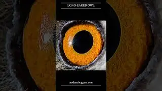 Closeup pictures of Animal Eyes #shorts #shortsvideo #funny #trending #new