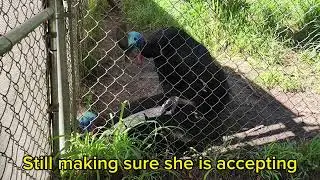 Cassowary Breeding!