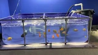 Boswell 470 Gallon Indoor Pool Pond With Severum, blood parrots, and Oscar fish