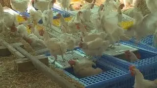 Chickens Saved From Slaughter At Vacaville's Animal Place Ranch