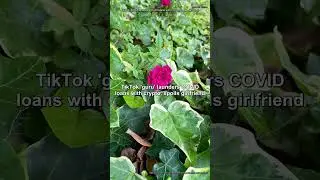 TikTok 'guru' in the US launders COVID loans with crypto, spoils girlfriend