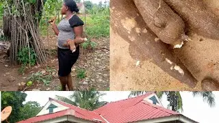 Spend a day with me // harvesting cassava// village chronicles