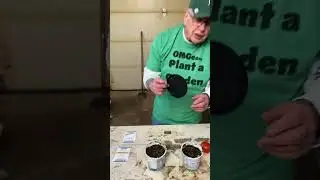 Growing tomatoes from seeds