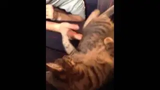 Creepy cat noise