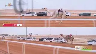 الشوط 2 جذاع كأس قعدان مفتوح  مساء يوم  الخميس 25-12-2025 من #مهرجان_الملك_عبدالعزيز_للإبل10