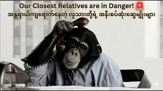 The Amazing World of Chimpanzees 🐵 (ချန်ပန်ဇီတိုရဲ့ အံ့ဖွယ်ကမ္ဘာ)