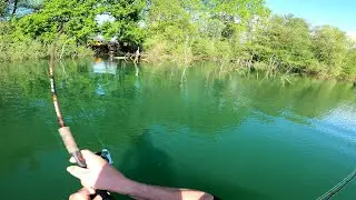 black bass au vif attaque en surface