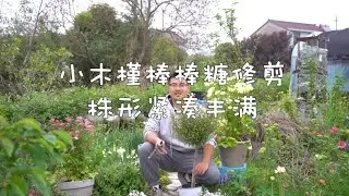 小木槿棒棒糖修剪，株型紧凑又饱满