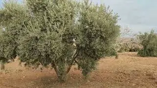 Zeytin ağacını Don ve Buzlanma dan korunmak için ne gibi önlemler almak lazım? 