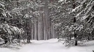 10 Hours of Snow & Wind ❄️ Calming Blizzard Sounds for Deep Sleep & Relaxation