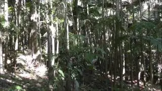 Tree Knocking