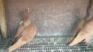 Pair of red Spanish Barb pigeons