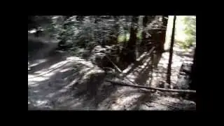 Old Growth Loop Trail (The Forest of the Nisene Marks State Park)